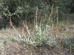 Penstemon centranthifolius