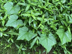 Zehneria
