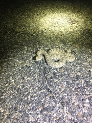 Crotalus cerastes laterorepens