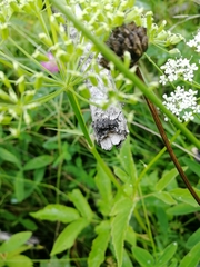 Aegomorphus clavipes