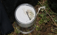 Muschampia tessellum