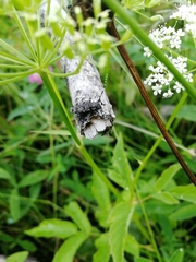 Aegomorphus clavipes