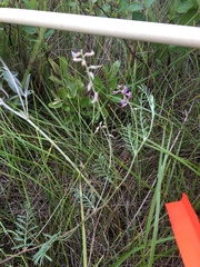 Astragalus flexuosus