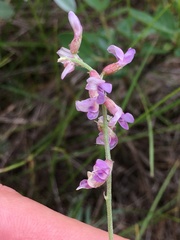 Astragalus flexuosus