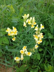 Linaria vulgaris