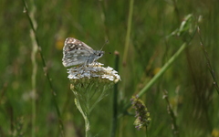 Muschampia tessellum