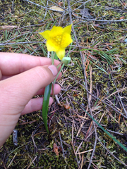 Calochortus monophyllus