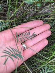 Astragalus flexuosus