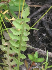 Rorippa curvisiliqua