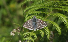 Muschampia tessellum