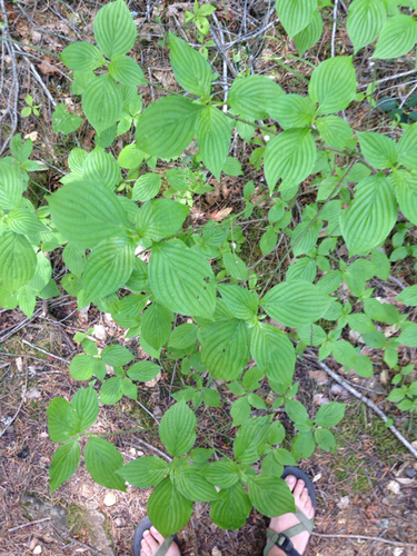 Blackfruit Dogwood foliage