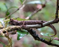 Brookesia thieli