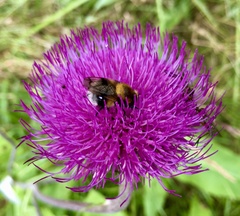 Cirsium heterophyllum