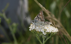 Muschampia tessellum