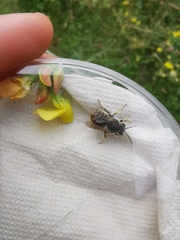 Anthidium manicatum