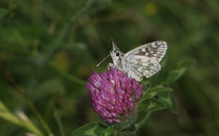 Muschampia tessellum