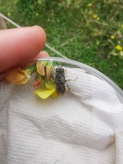 Anthidium manicatum