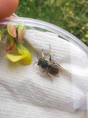 Anthidium manicatum