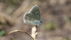 Polyommatus dorylas