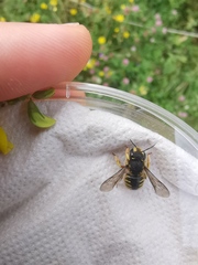 Anthidium manicatum