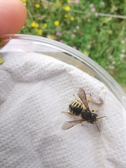 Anthidium manicatum