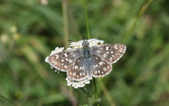 Muschampia tessellum
