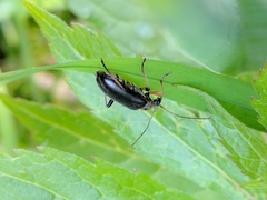 Cortodera humeralis