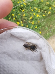 Megachile