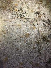 Arizona elegans eburnata