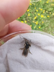 Megachile