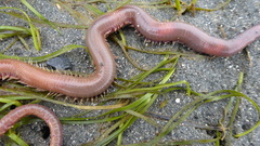 Glycera americana