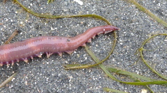 Glycera americana