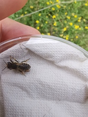 Megachile