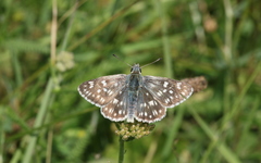 Muschampia tessellum