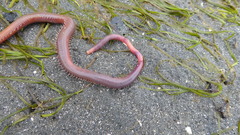 Glycera americana