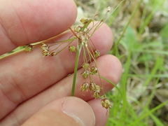 Luzula acuminata acuminata
