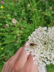 Colletes