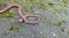Glycera americana