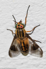 Chrysops lateralis