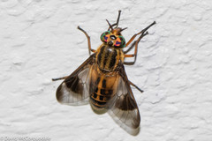 Chrysops lateralis