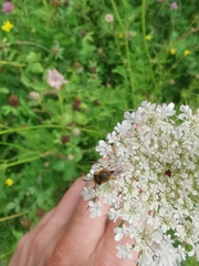 Colletes