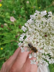 Colletes