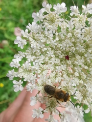 Colletes