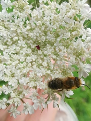 Colletes