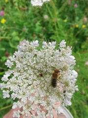Colletes