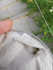 Andrena