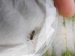 Andrena