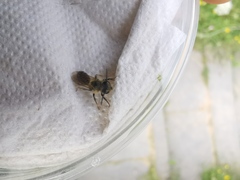 Andrena