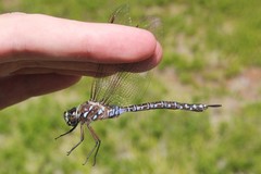 Aeshna interrupta interrupta