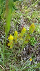 Castilleja levisecta